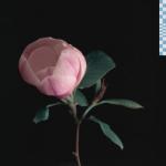 album image cherry wine magnolia - EP